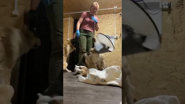 Обычный вечер. Смена памперсов. Уход за животными смотреть онлайн