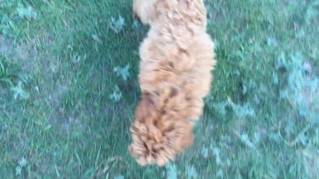 Red Toy poodles. Красный той пудель