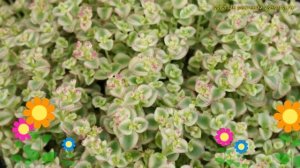 Очиток макиной Литтл Мисси. Краткий обзор, описание характеристик sedum makinoi Little Missy