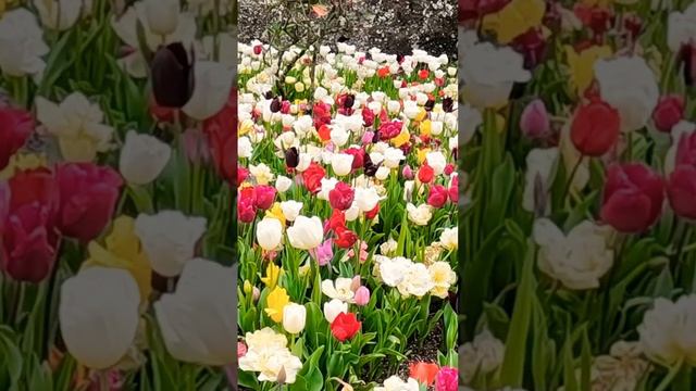 Tulip garden