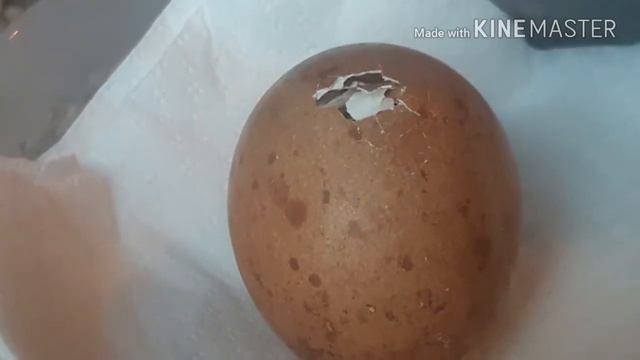 Разведение соколов в Украине. смотреть онлайн