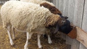 Кросс дорпера?? соль для овец