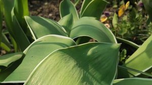 ТЮЛЬПАНЫ КОРОБОЧКА СЕМЕНА размножение