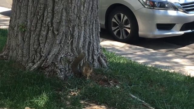 Выходные в Чикаго , День Независимости...влог смотреть онлайн