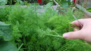 Четвёртая срезка  и сушка УКРОПА  / Как это правильно сделать