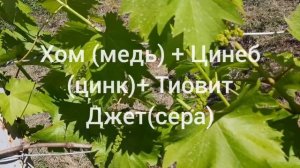 Виноград Галбена Ноу опять хлорозит