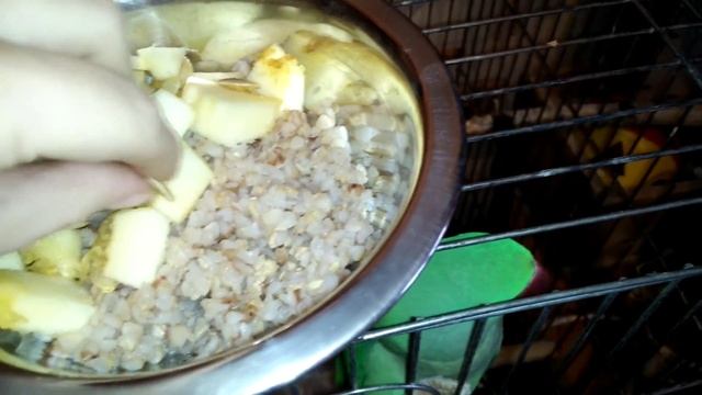 ЧЕМ КОРМИТЬ ПОПУГАЯ? еда для попугая: ГРЕЧНЕВАЯ КАША, МОРКОВЬ, КАБАЧОК. КОРМ для попугая смотреть онлайн