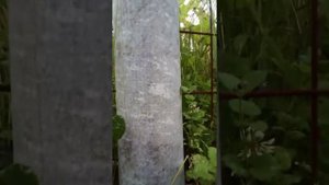 Забор из асбестовых труб спустя год