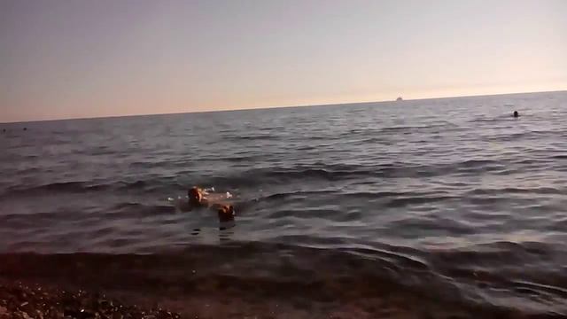 Фишка Новоросс 2015