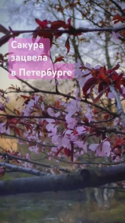 Сакура в Петербурге зацвела!  #природа #travel #shorts #сакура #Sakura