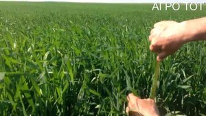 Подзимний сев семян ярового ячменя Дункан Авакс 1 часть АГРО ТОТ