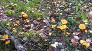 Волховский район.  Грибные места