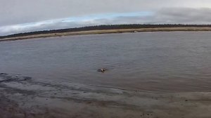 охота на гуся Архангельская область