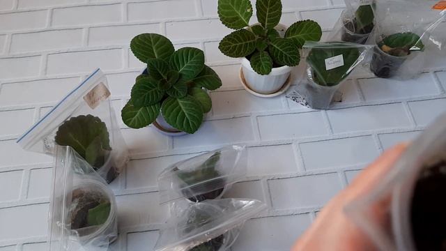 Укорененные листья глоксиний засохли.Результат осеннего укоренения листьев глоксиний и фрагментов.