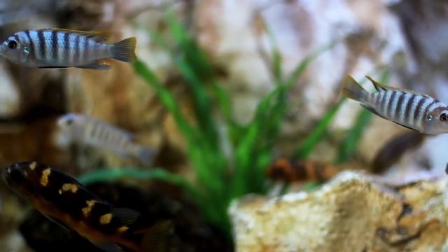 Музыка для релаксации,глубокий релакс и успокоение нервной системы, нежный и крепкий сон. смотреть онлайн