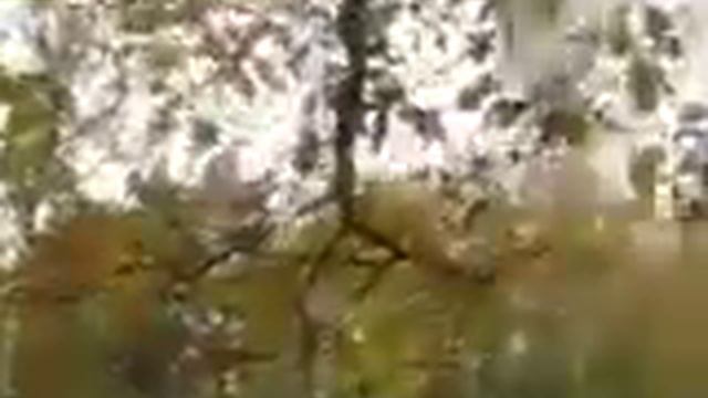 ***Осенний дуб*** смотреть онлайн