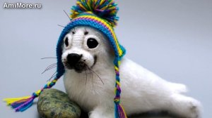 Амигуруми: схема Нерпёнок Снежок. Игрушки вязаные крючком - Free crochet patterns.