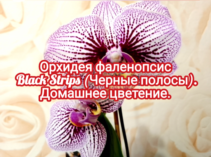 Орхидея Блэк Страйп Купить В Новосибирске