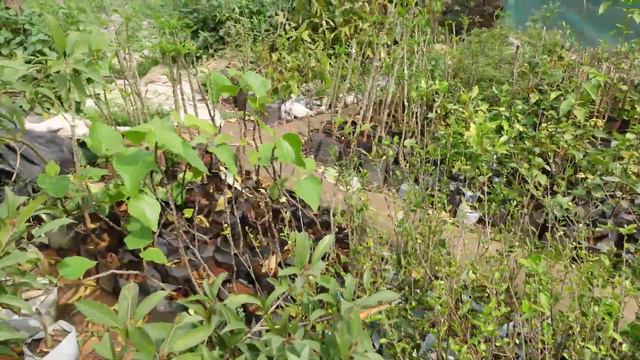 Ramraj Nursery kyun hai itni khaas | कभी देखा है Hibiscus Lantern? Online Delivery in India смотреть онлайн