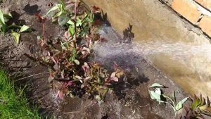 Смываю ТЛЮ струёй воды. Между прочим отличный способ избавления от тли!)
