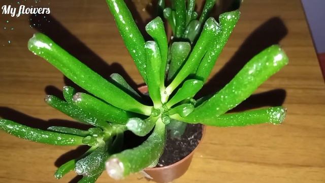 Крассула Хоббит.Уход в домашних условиях смотреть онлайн