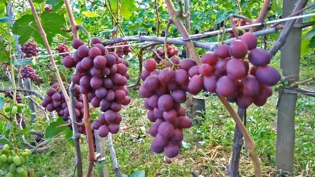 @Виноград 2019 Виноград Памяти учителя Отзыв о винограде смотреть онлайн