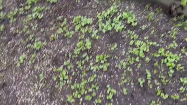 ОГІРКИ🥒марани🌡️ВИНОГРАД🍇СПАРЖА🌱курчата🐥Вишні🍒Гортензії🌺щавель🥬і взагалі про все😉