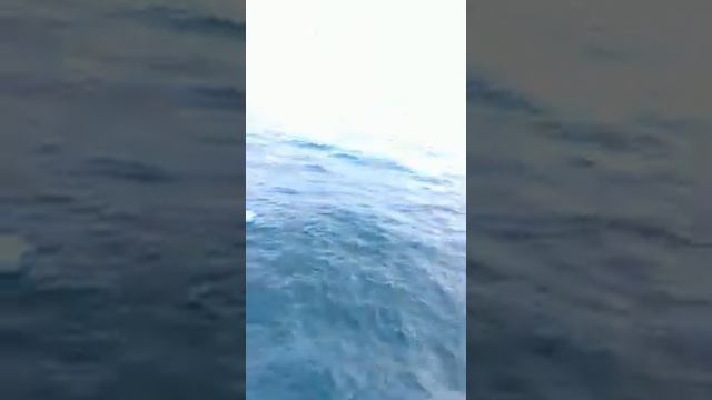 Дельфин ураган смотреть онлайн