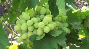 Сорт винограда Лора (Флора)