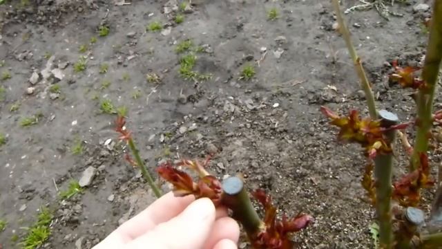 Подкормка МОЛОДЫХ и взрослых роз-начало! подкормка пионов,примул ,черенков роз,прогулка по саду. смотреть онлайн