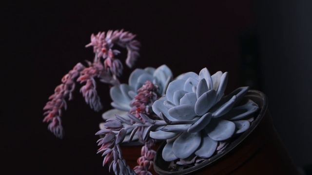 COMO CUIDAR UNA ECHEVERIA LAUI PARA QUE NO MUERA || TU JARDINERO EL CITADINO смотреть онлайн