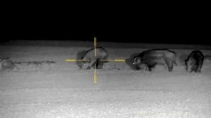 Wild boar hunting Pard 008