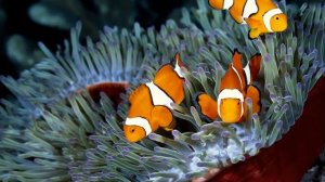 Самые красивые и экзотические морские обитатели