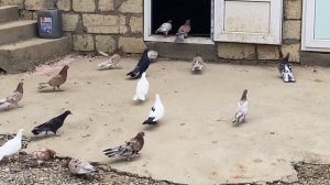 Широкохвостые бойные голуби Бабы в Дербенте, Дагестан.