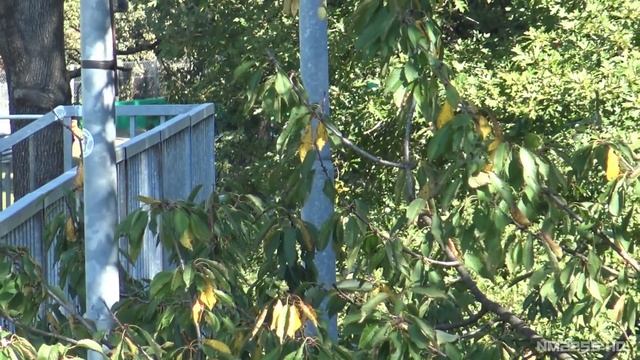 Next Gen. Porsche 992 GT3 (RS)? Testing @ Monza! - NEW AERO, WING & NA Engine! смотреть онлайн