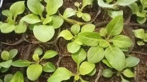 Все о петунии. Подкормки, обязательные на начальной стадии.Вредители.