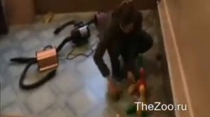 Сравнение одномоторных компрессоров (фенов) для собак