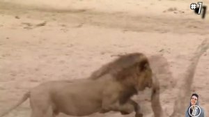 Драки между животными!