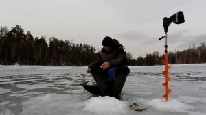 Весенний окунь после дождичка в четверг.