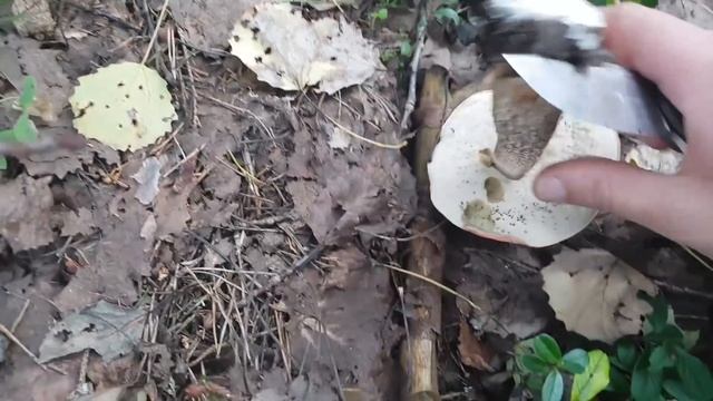Море подосиновиков и Ежовик коралловидный. Осенний сбор грибов!