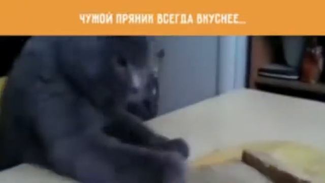 ПОЗИТИВЧИК НА ПЕРЕРЫВЧИК «Не, у тебя вкусней!» От ведущей на свадьбу в Москве Светланы Светлой
