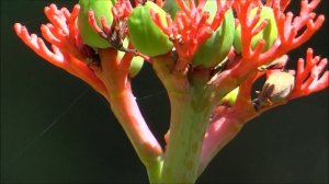 Jatropha Podagrica -  Gout Plant - Purging-Nut - Goutystalk Nettlespurge - Buddha Belly Plant