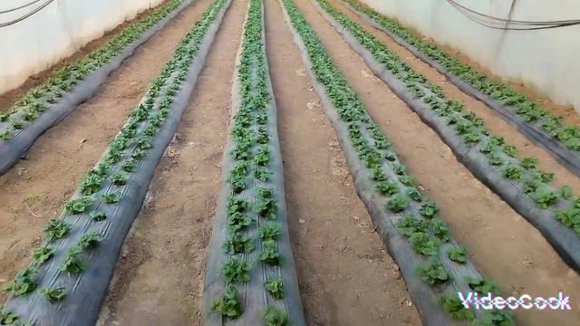 Первая и вторая подкормка.Обзор грядок и теплиц. смотреть онлайн