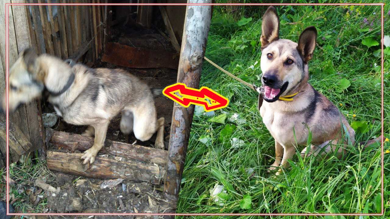 Пёсик-инвалид ждал счастья целый год… А теперь у питомца на трёх лапах есть всё, о чём можно мечтать смотреть онлайн