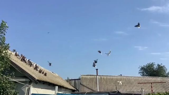 Голуби.разминка и на завтрак 31.08.2022 смотреть онлайн