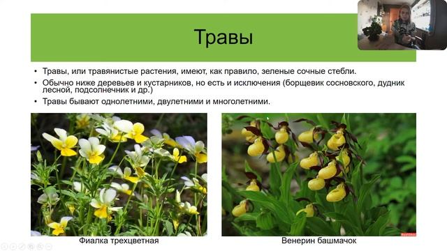Ботаника. Многообразие растений. Жизненные формы растений