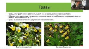 Ботаника. Многообразие растений. Жизненные формы растений