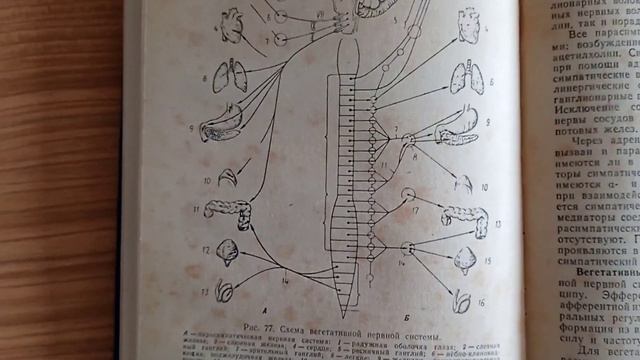 Вегетативная нервная система