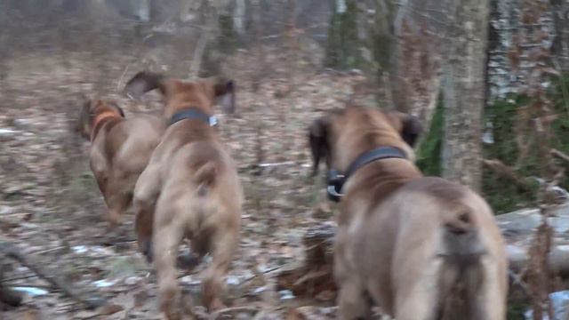 Игры щенков бурбуля часть 1 смотреть онлайн