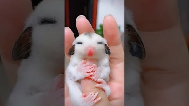 Как развиваются сахарные летяги. Из желейного боба в мехового красавца. Смотреть Дальше... ?